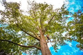 Why Choose Our Tree Removal Services in Capitan, NM?