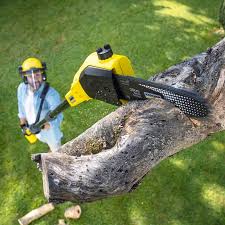 Best Lawn Maintenance Plans  in Capitan, NM