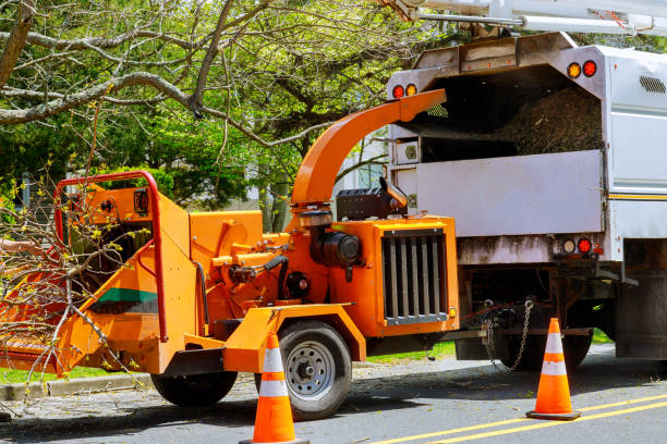 Best Firewood Processing and Delivery  in Capitan, NM