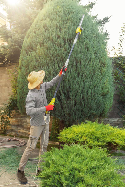 Leaf Removal in Capitan, NM